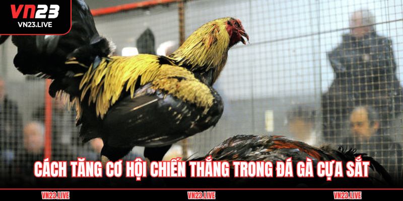 Cách tăng cơ hội chiến thắng trong đá gà cựa sắt