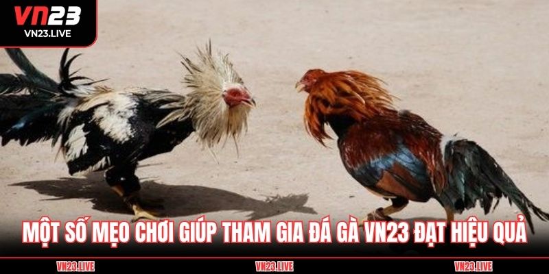 Một số hình thức đá gà phổ biến tại sảnh VN23